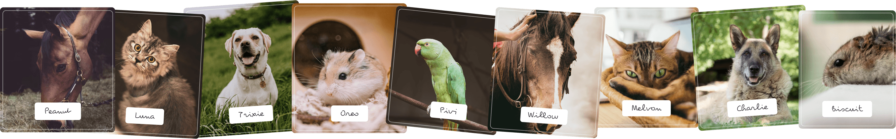 list pet